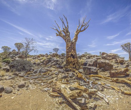Photo for Panoramic picture of a quiver tree in the quiver tree forest near Keetmanshoop in southern Namibia during the day - Royalty Free Image