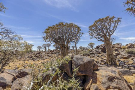 Panoramic picture of a quiver tree in the quiver tree forest near Keetmanshoop in southern Namibia during the day