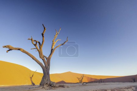 Bild eines abgestorbenen Baumes im Deadvlei in der Namib-Wüste, aufgenommen vom Boden aus im weichen Abendlicht ohne Menschen im Sommer