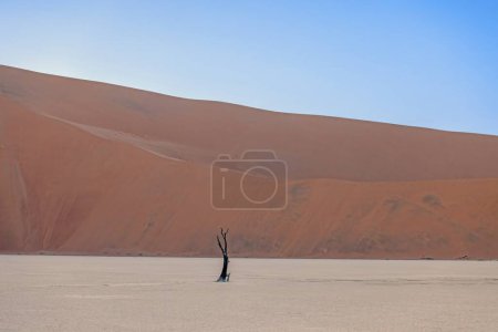 Imagen de un árbol muerto en la bandeja de sal de Deadvlei en el desierto de Namib frente a las dunas de arena roja en la luz de la mañana en verano