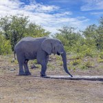 Picture of an elephant in Etosha National Park in Namibia during the day in summer