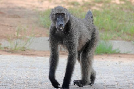 Picture of a single baboon in an open meadow in Namibia during the day