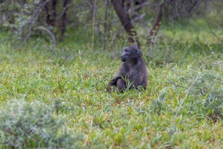 Picture of a single baboon sitting on an open meadow in Namibia during the day
