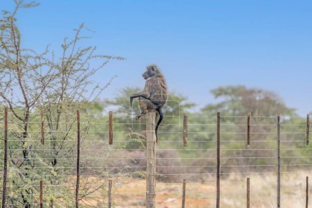 Picture of a single baboon sitting on a fence post in Namibia during the day