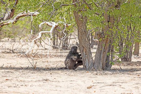 Bild eines einzelnen Pavians auf einer offenen Wiese in Namibia während des Tages