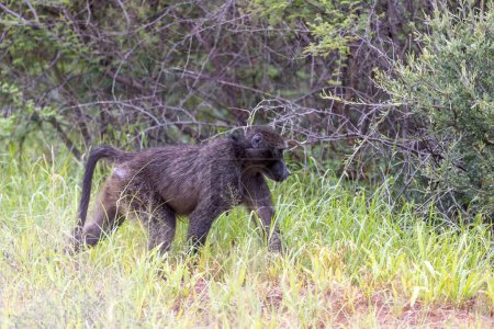Imagen de un solo babuino en un prado abierto en Namibia durante el día