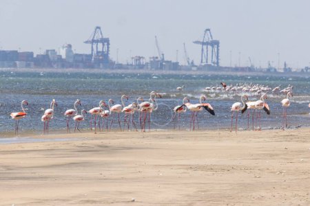 Picture of a group of flamingos on a sandy beach near Walvis Bay in Namibia during the day