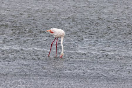 Picture of a flamingo standing in shallow water near Walvis Bay in Namibia during the day
