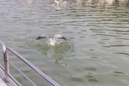 Bild einer Möwe, die tagsüber im Wasser sitzt