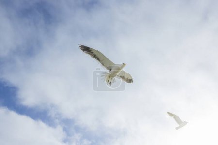 Bild einer Möwe im Flug vor blauem Himmel am Tag