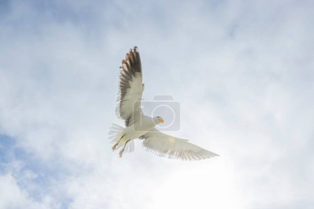 Image of a seagull in flight against a blue sky during the day