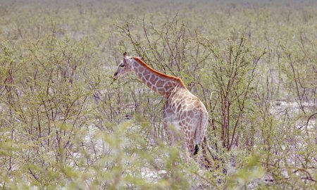 Picture of a giraffe in the Namibian savannah during the day in summer