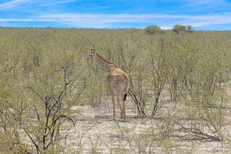 Photo d'une girafe dans la savane namibienne pendant la journée en été