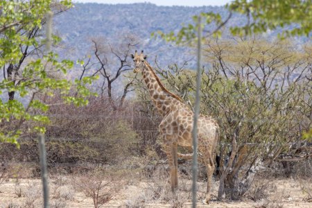 Bild einer Giraffe in der namibischen Savanne bei Tag im Sommer
