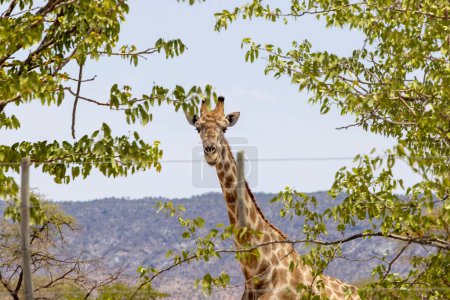 Foto de Imagen de una jirafa en la sabana namibia durante el día en verano - Imagen libre de derechos