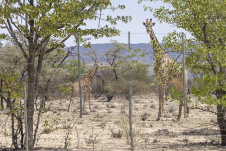 Foto de Imagen de una jirafa en la sabana namibia durante el día en verano - Imagen libre de derechos