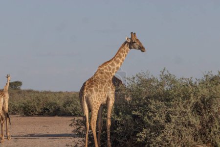 Bild einer Giraffe in der namibischen Savanne bei Tag im Sommer
