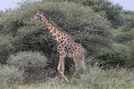 Picture of a giraffe in the Namibian savannah during the day in summer
