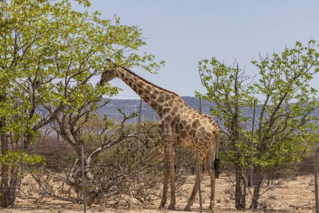 Imagen de una jirafa en la sabana namibia durante el día en verano