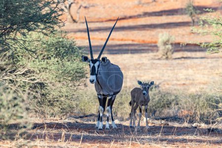 Picture of an Oryx family with baby standing in front of a dune in the Namibian Kalahari during the day