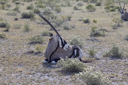 Picture of an Oryx antelope relaxing in the Namibian Kalahari during the day