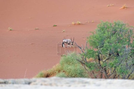 Bild einer Oryx-Antilope, die tagsüber vor einer Düne in der Namib-Wüste steht