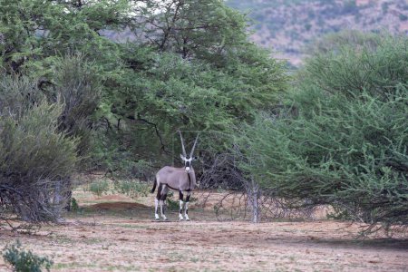 Picture of an Oryx antelope standing in the Namibian Kalahari during the day