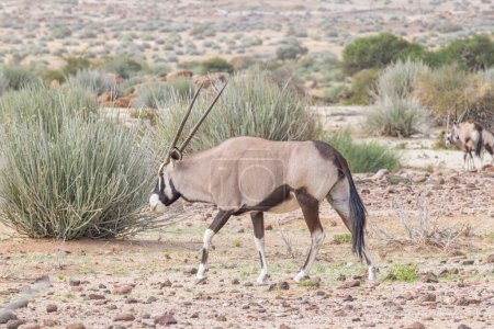 Picture of an Oryx antelope standing in the Namibian Kalahari during the day