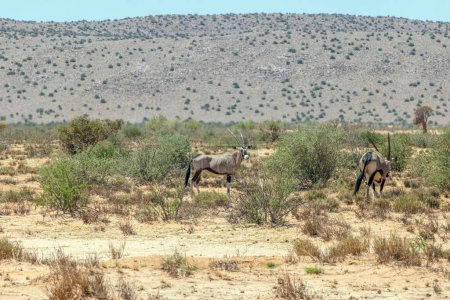 Bild einer Gruppe Oryx-Antilopen, die tagsüber in der namibischen Kalahari stehen