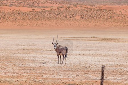 Picture of an Oryx antelope standing in the Namib desert during the day