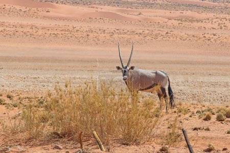 Picture of an Oryx antelope standing in the Namib desert during the day