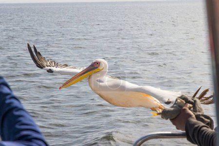 Picture of a large pelican in flight shortly before landing near Walvis Bay in Namibia during the day