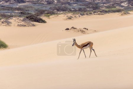 Bild eines Springbocks mit Hörnern auf einer Sanddüne in der Namib-Wüste in Namibia während des Tages