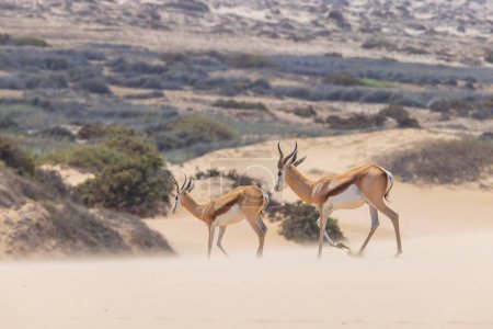 Bild von zwei Springböcken mit Hörnern auf einer Sanddüne in der Namib-Wüste in Namibia während des Tages
