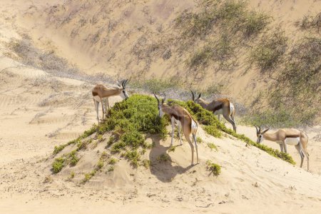 Bild einer Gruppe Springböcke mit Hörnern auf einer Sanddüne in der Namib-Wüste in Namibia während des Tages