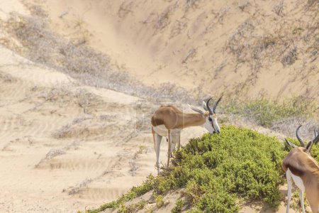 Bild einer Gruppe Springböcke mit Hörnern auf einer Sanddüne in der Namib-Wüste in Namibia während des Tages