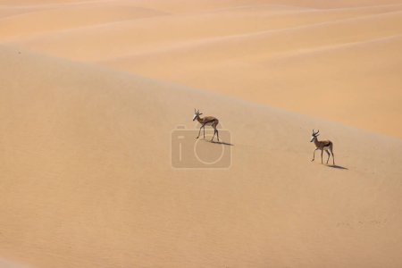 Picture of two springboks with horns in on a sand dune in Namib desert in Namibia during the day