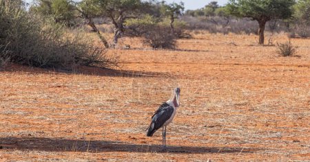 Picture of an Marabu bird standing in the Namibian savannah during daytime