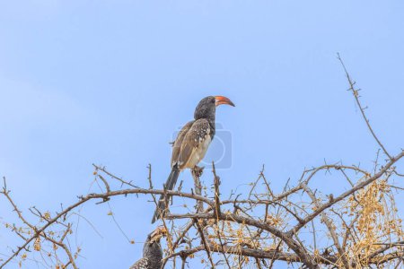 Bild eines Monteirotoko-Vogels, der tagsüber auf einem Baum vor blauem Himmel in Namibia sitzt