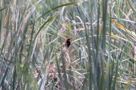 Foto de Imagen de un colorido pájaro tejedor de orix sentado en la hierba en Namibia durante el día - Imagen libre de derechos