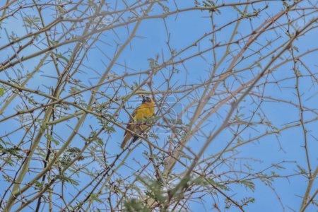 Picture of a colorful masker weaver bird sitting in grass in Namibia during the day