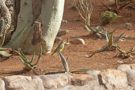 Bild eines bunten Maskenwebervogels, der tagsüber in Namibia im Gras sitzt