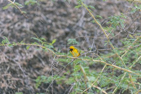 Imagen de un colorido pájaro enmascarador sentado en la hierba en Namibia durante el día