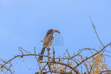Picture of an Monteirotoko bird sitting on a tree against blue sky during daytime in Namibia