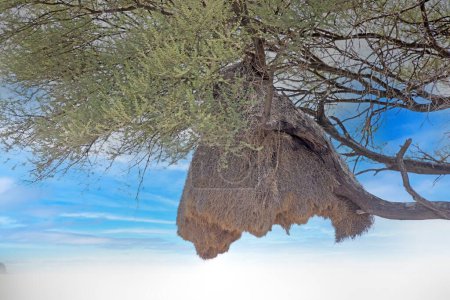 Foto de Imagen de un gran nido de tejedor en una acacia contra un cielo azul durante el día - Imagen libre de derechos