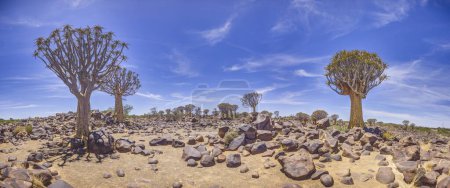 Panoramabild eines Köcherbaums im Köcherbaumwald bei Keetmanshoop im südlichen Namibia während des Tages