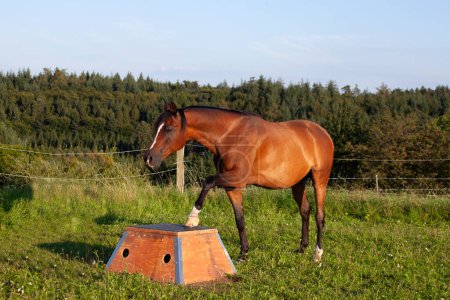 Photo for Horse trick training at Podium. Horse trail working - Royalty Free Image