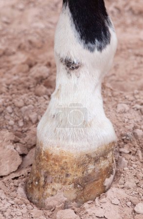 Foto de Fiebre del barro, dermatitis pastern en extremidades inferiores de pata de caballo - Imagen libre de derechos