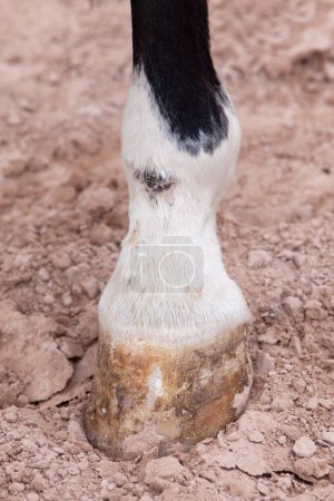 Foto de Fiebre del barro, dermatitis pastern en extremidades inferiores de pata de caballo - Imagen libre de derechos
