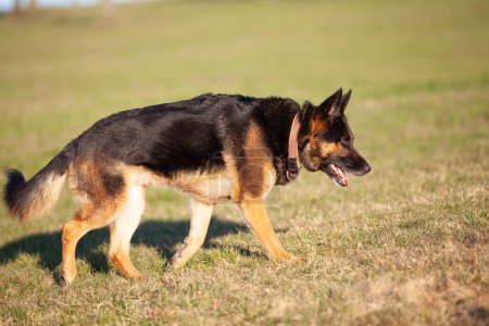 German shepherd dog run free on meadow